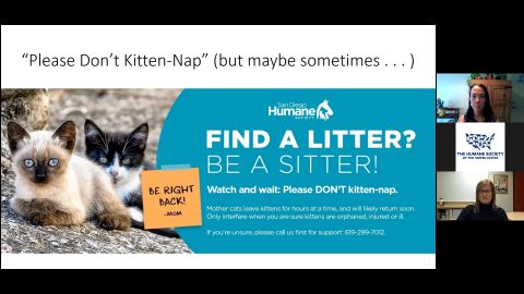 A diversion excursion: Keeping kittens safe outside our walls