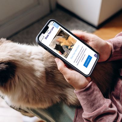 a person looking at a website on their phone while their cat sits in their lap