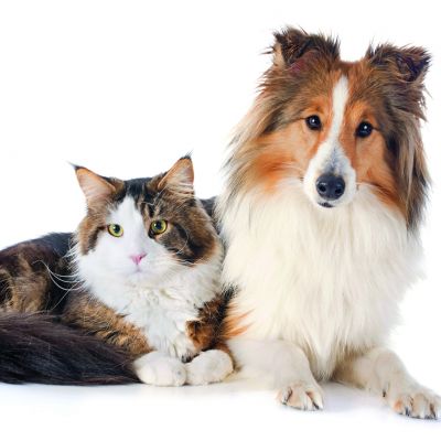 Dog and Cat
